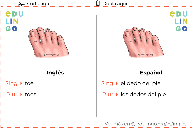 Ficha de Vocabulario Dedo del pie en inglés para imprimir, practicar y aprender