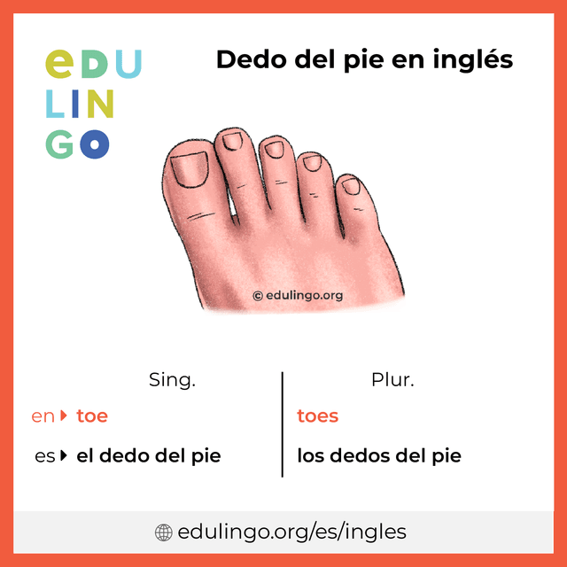 Imagen de vocabulario Dedo del pie en inglés con singular y plural para descargar e imprimir