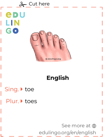 Toe in English vocabulary flashcard for printing, practicing and learning