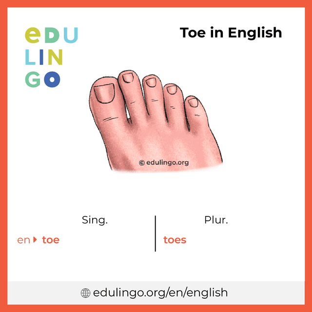 Toe in English vocabulary picture with singular and plural for download and printing