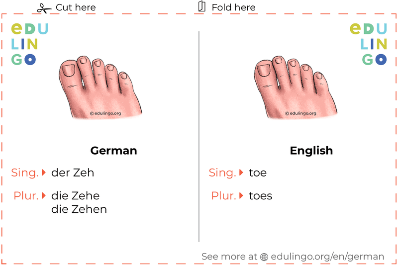 Toe in German vocabulary flashcard for printing, practicing and learning