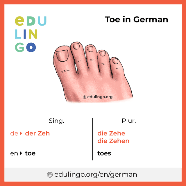 Toe in German vocabulary picture with singular and plural for download and printing