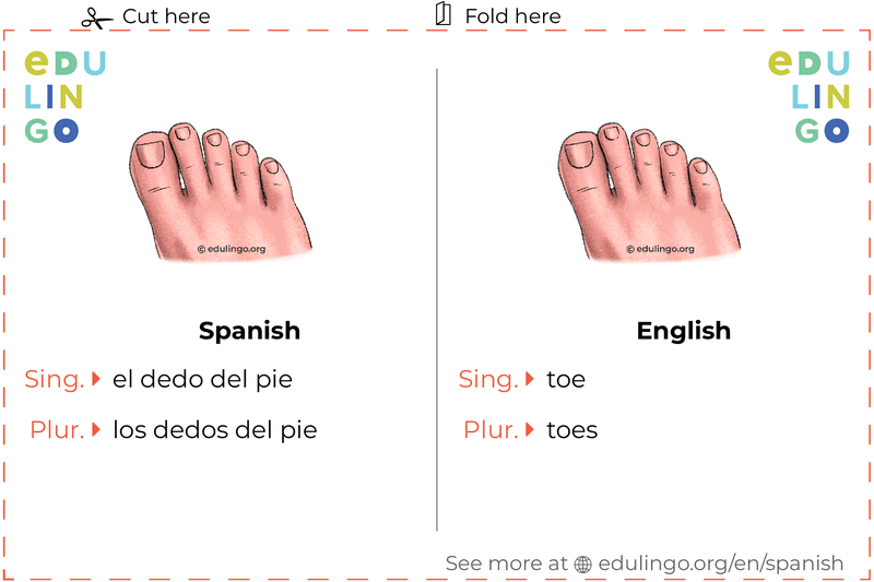 Toe in Spanish vocabulary flashcard for printing, practicing and learning