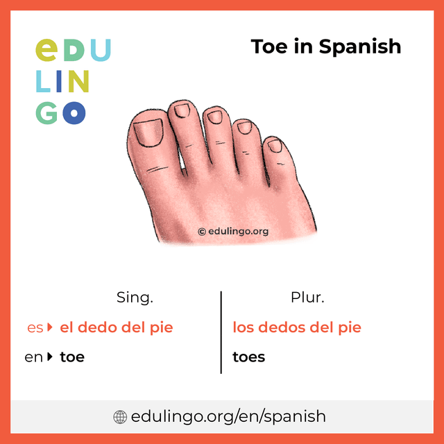 Toe in Spanish vocabulary picture with singular and plural for download and printing