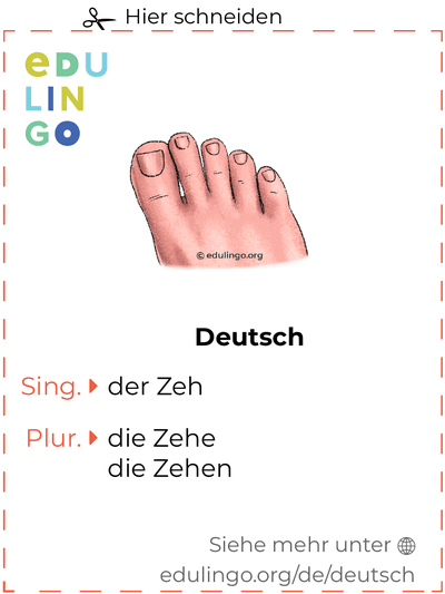Zeh auf Deutsch Vokabelkartei zum Ausdrucken, Üben und Lernen