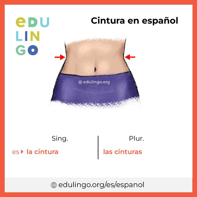 Imagen de vocabulario Cintura en español con singular y plural para descargar e imprimir