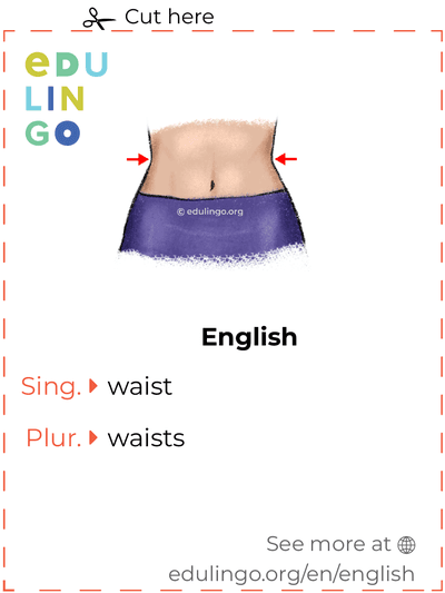 Waist in English vocabulary flashcard for printing, practicing and learning