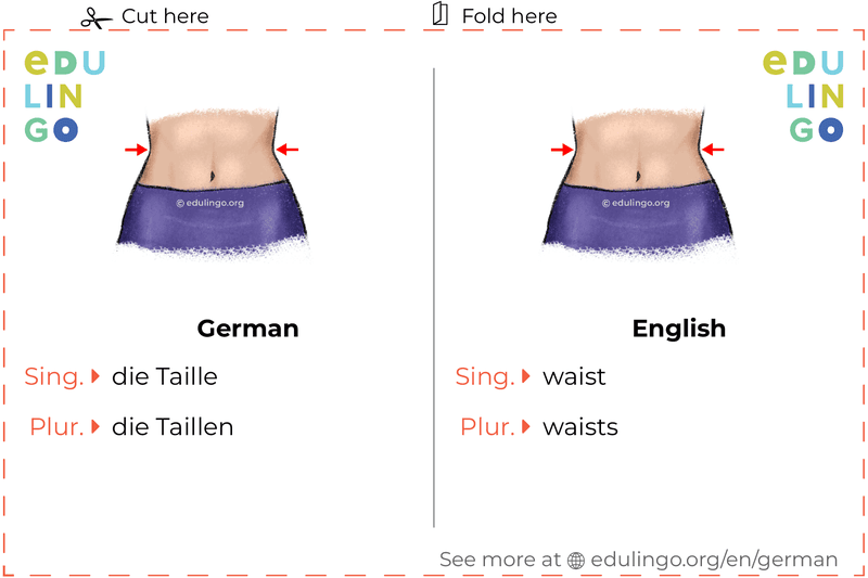 Waist in German vocabulary flashcard for printing, practicing and learning