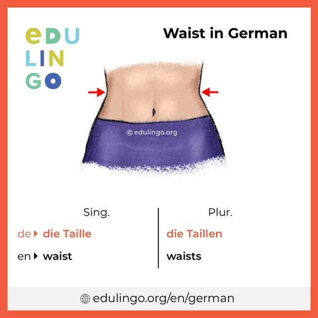 Waist in German vocabulary picture with singular and plural for download and printing