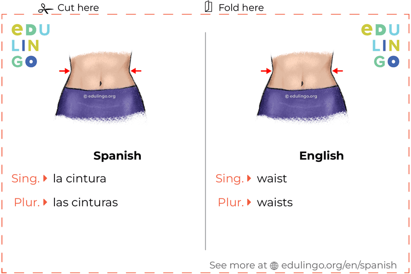 Waist in Spanish vocabulary flashcard for printing, practicing and learning