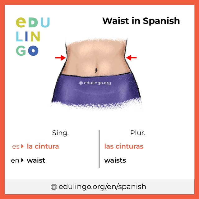 Waist in Spanish vocabulary picture with singular and plural for download and printing