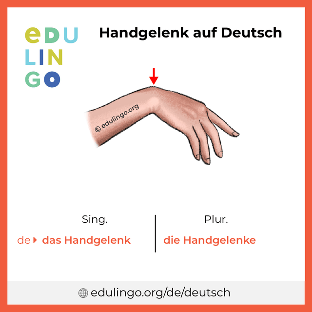 Handgelenk auf Deutsch Vokabelbild mit Singular und Plural zum Herunterladen und Ausdrucken