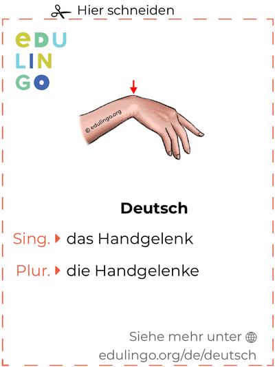 Handgelenk auf Deutsch Vokabelkartei zum Ausdrucken, Üben und Lernen