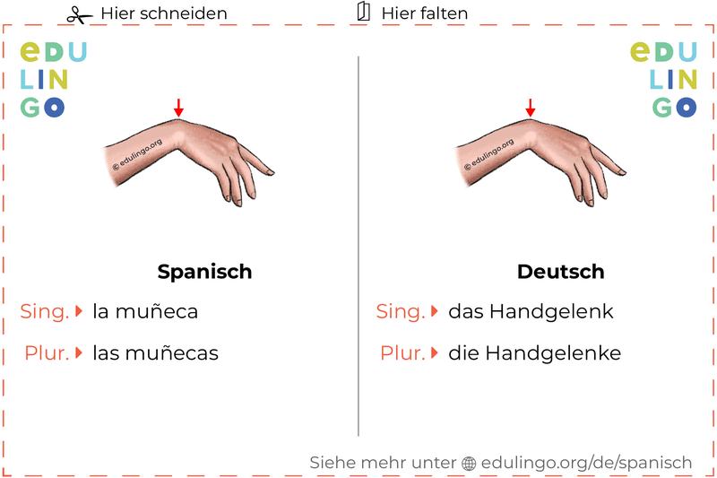 Handgelenk auf Spanisch Vokabelkartei zum Ausdrucken, Üben und Lernen