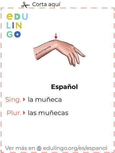 Ficha de Vocabulario Muñeca en español para imprimir, practicar y aprender