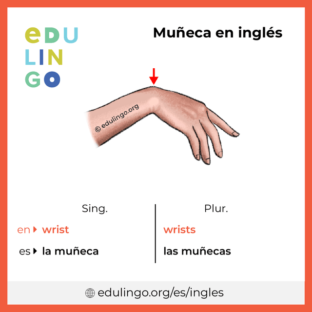 Imagen de vocabulario Muñeca en inglés con singular y plural para descargar e imprimir