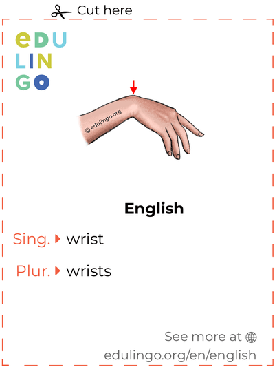 Wrist in English vocabulary flashcard for printing, practicing and learning