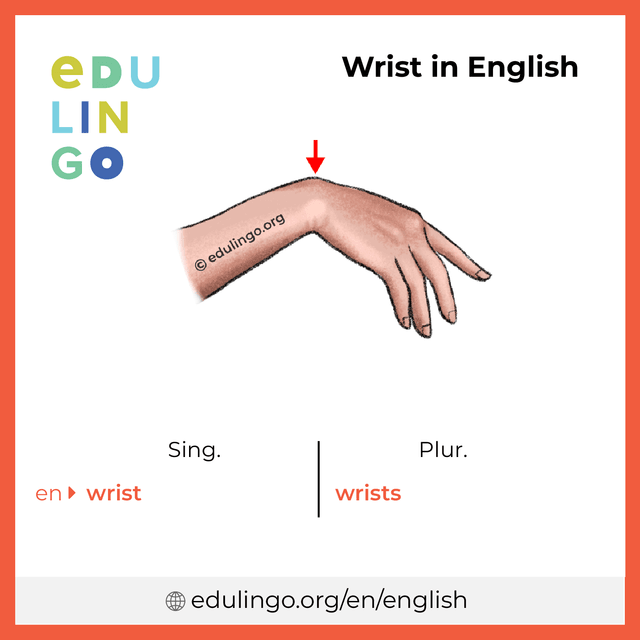 Wrist in English vocabulary picture with singular and plural for download and printing