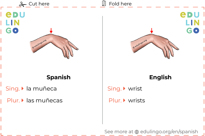 Wrist in Spanish vocabulary flashcard for printing, practicing and learning
