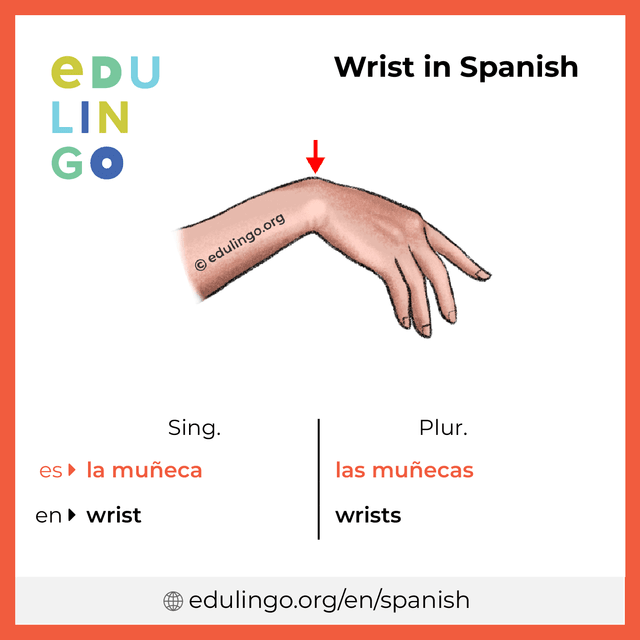 Wrist in Spanish vocabulary picture with singular and plural for download and printing