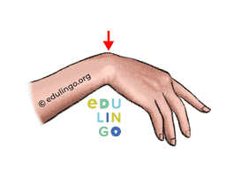Thumbnail: Wrist in English