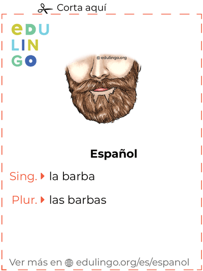 Ficha de Vocabulario Barba en español para imprimir, practicar y aprender