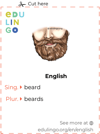 Beard in English vocabulary flashcard for printing, practicing and learning