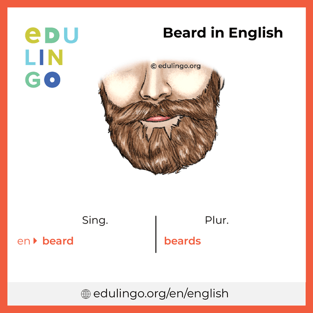 Beard in English vocabulary picture with singular and plural for download and printing