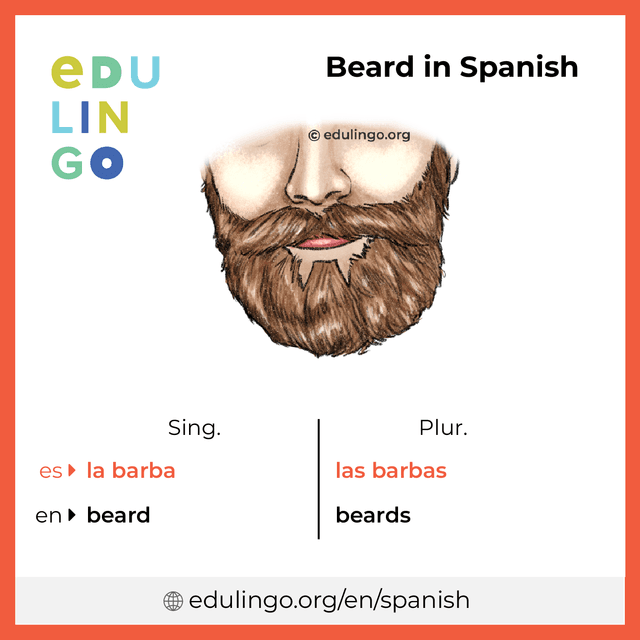 Beard in Spanish vocabulary picture with singular and plural for download and printing