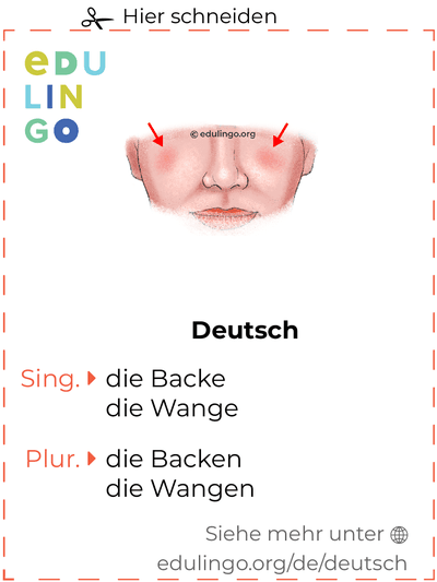 Backe auf Deutsch Vokabelkartei zum Ausdrucken, Üben und Lernen
