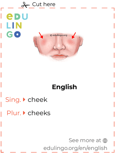 Cheek in English vocabulary flashcard for printing, practicing and learning