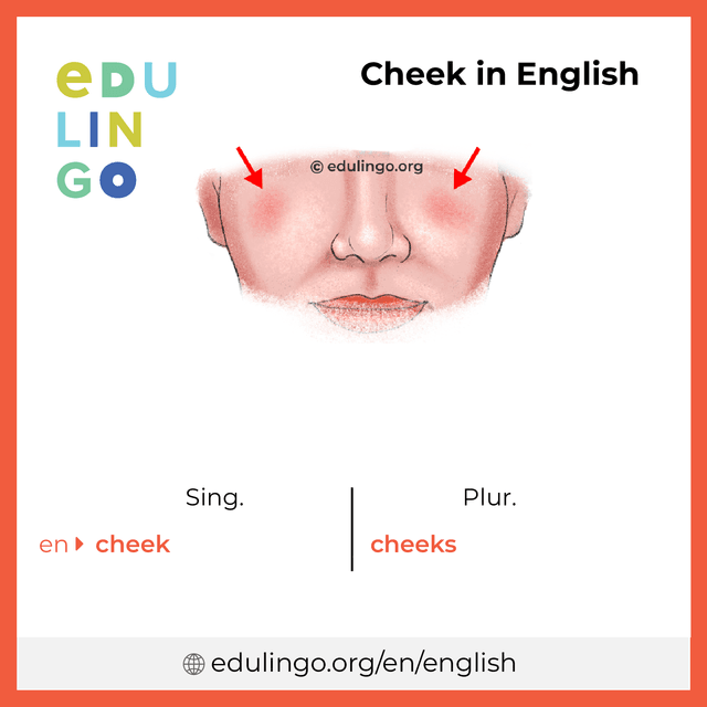 Cheek in English vocabulary picture with singular and plural for download and printing