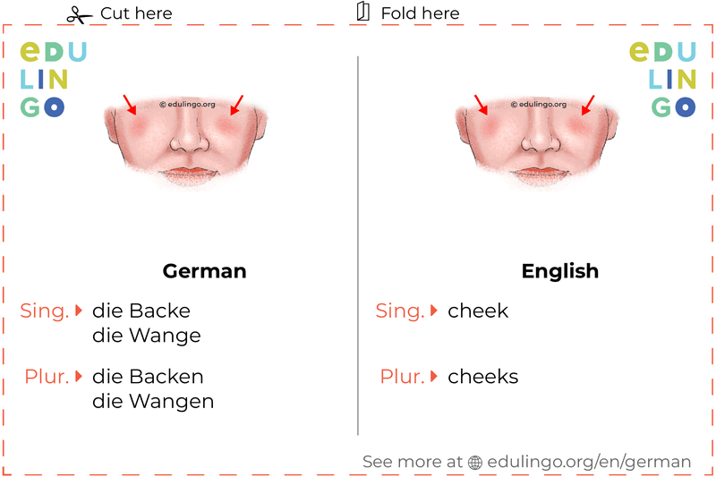 Cheek in German vocabulary flashcard for printing, practicing and learning
