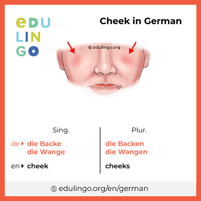 Cheek in German vocabulary picture with singular and plural for download and printing