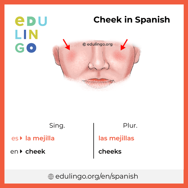 Cheek in Spanish vocabulary picture with singular and plural for download and printing