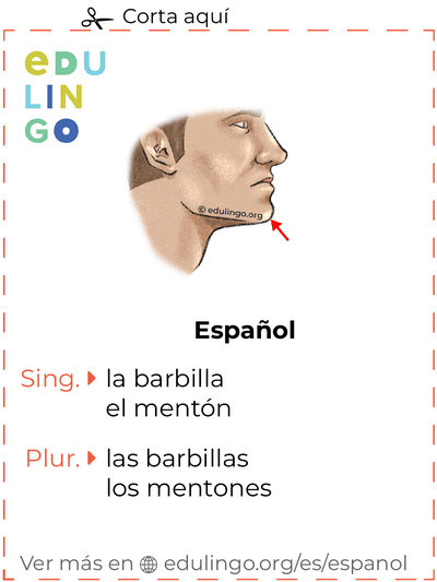 Ficha de Vocabulario Barbilla en español para imprimir, practicar y aprender