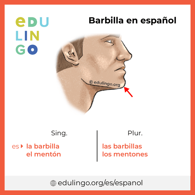 Imagen de vocabulario Barbilla en español con singular y plural para descargar e imprimir