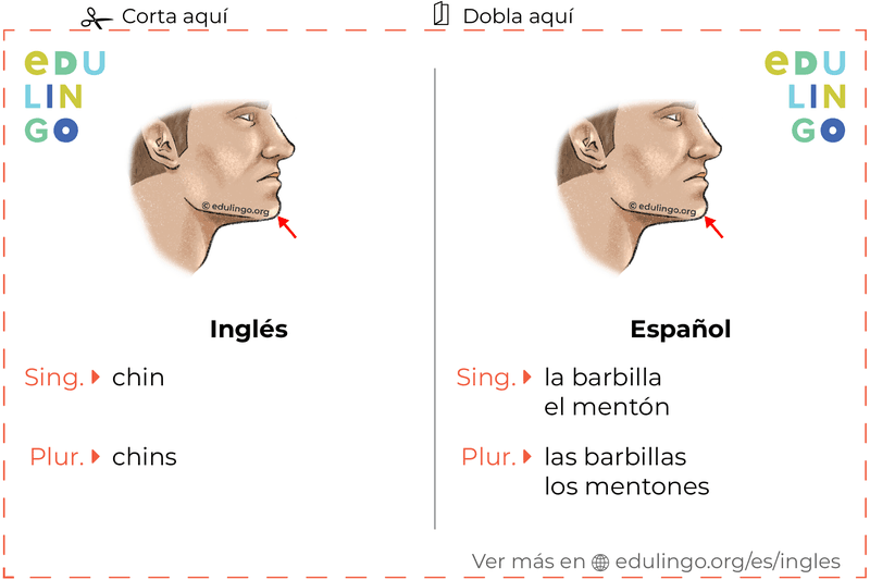 Ficha de Vocabulario Barbilla en inglés para imprimir, practicar y aprender
