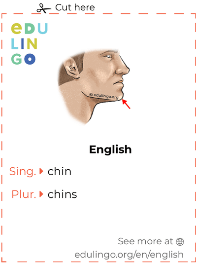 Chin in English vocabulary flashcard for printing, practicing and learning