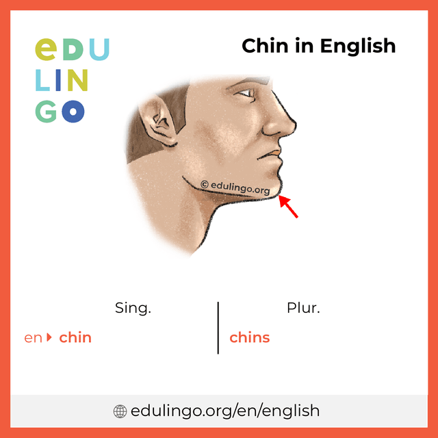 Chin in English vocabulary picture with singular and plural for download and printing