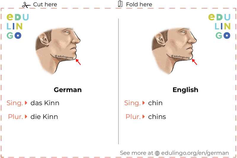 Chin in German vocabulary flashcard for printing, practicing and learning