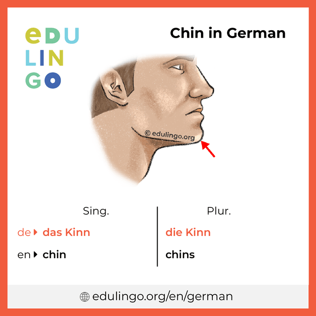 Chin in German vocabulary picture with singular and plural for download and printing