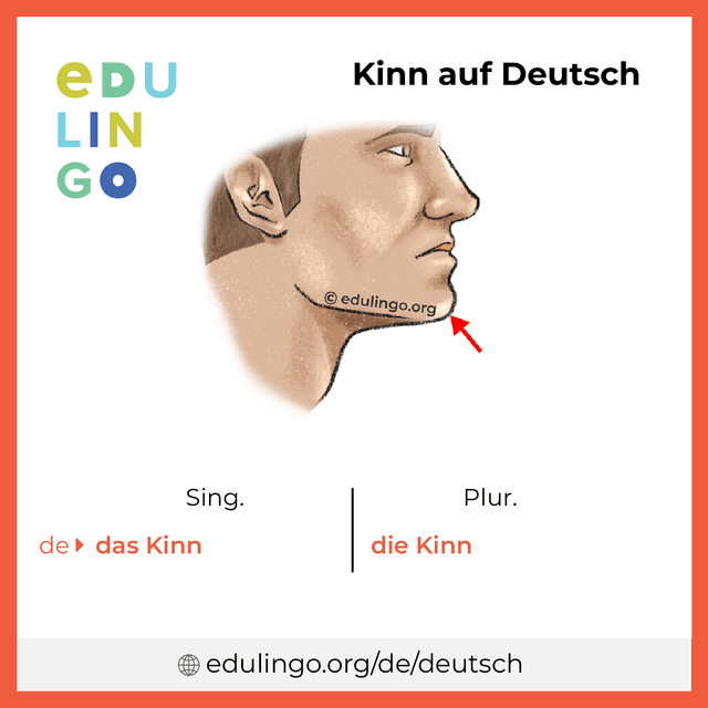 Kinn auf Deutsch Vokabelbild mit Singular und Plural zum Herunterladen und Ausdrucken