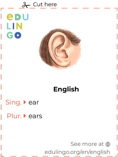 Ear in English vocabulary flashcard for printing, practicing and learning