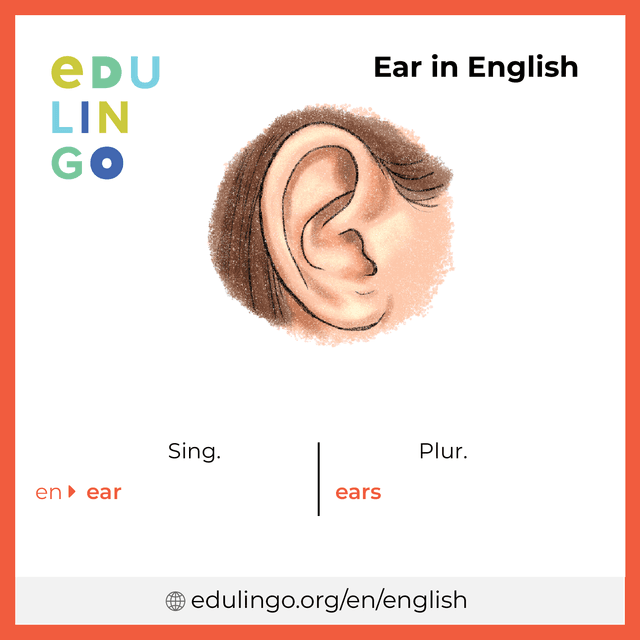 Ear in English vocabulary picture with singular and plural for download and printing