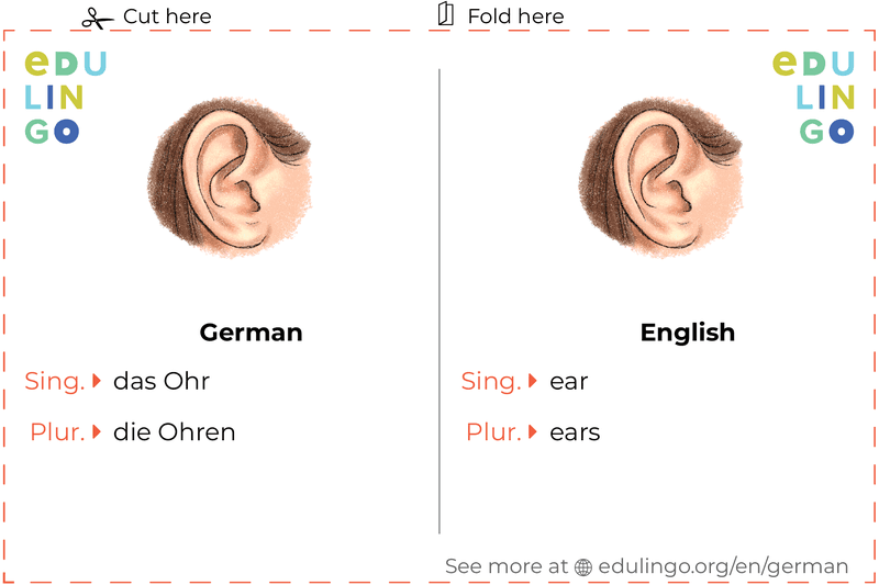 Ear in German vocabulary flashcard for printing, practicing and learning