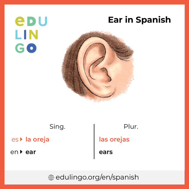 Ear in Spanish vocabulary picture with singular and plural for download and printing