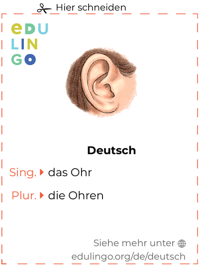 Ohr auf Deutsch Vokabelkartei zum Ausdrucken, Üben und Lernen