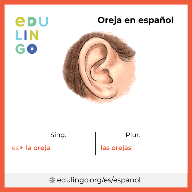 Imagen de vocabulario Oreja en español con singular y plural para descargar e imprimir