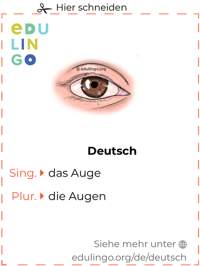 Auge auf Deutsch Vokabelkartei zum Ausdrucken, Üben und Lernen